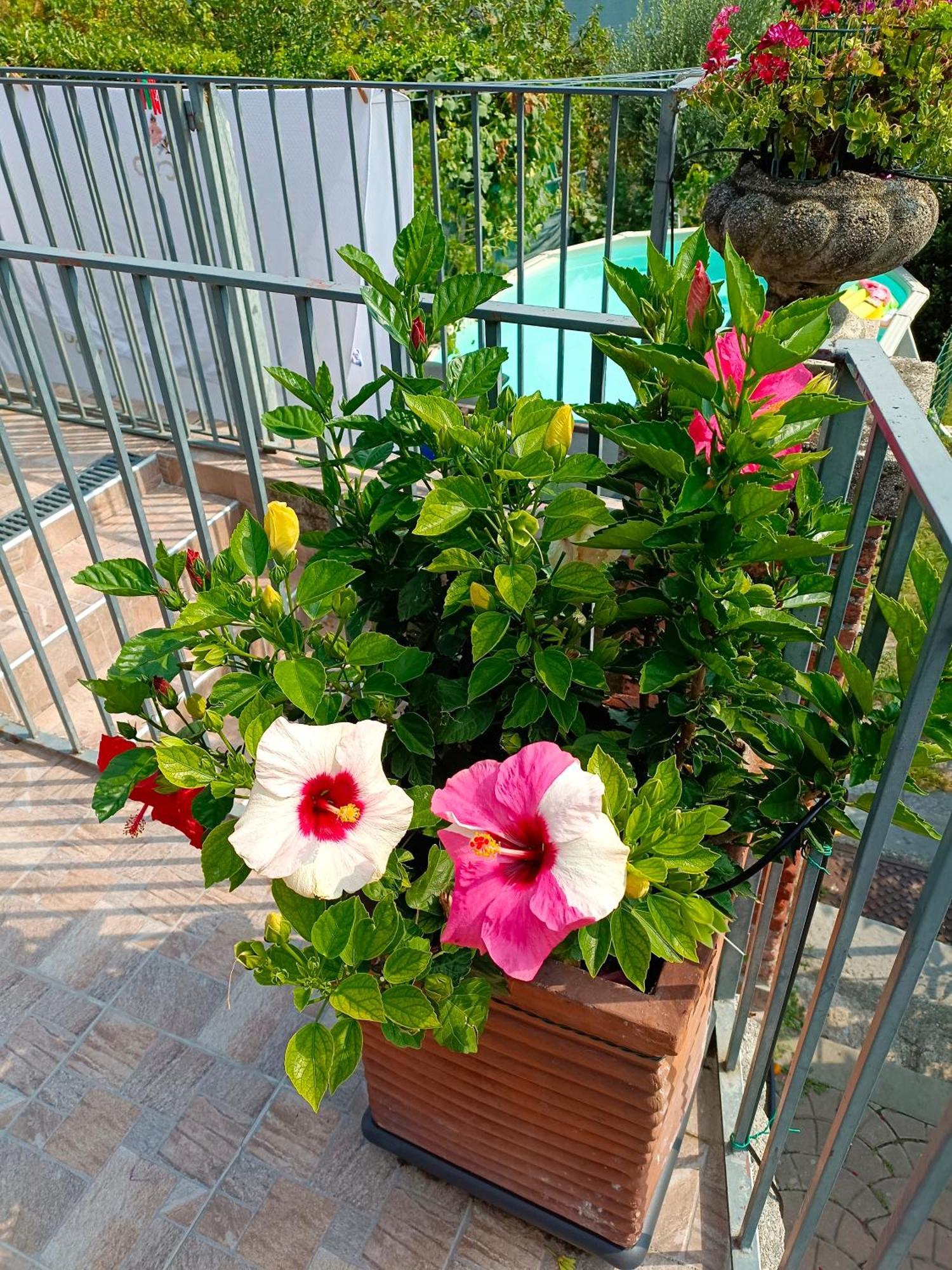Le Rose Sul Lago Pescate Eksteriør bilde